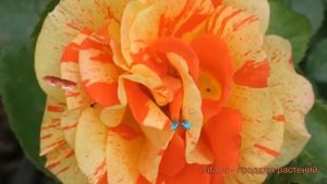 Роза флорибунда Пападжина (rose papadzhina) ? Пападжина обзор: как сажать, саженцы розы Пападжина