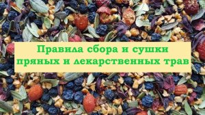 Правила сбора и сушки трав