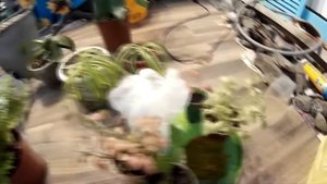#39 Растения и грунт в палюдариуме. Plants and soil in paludariums