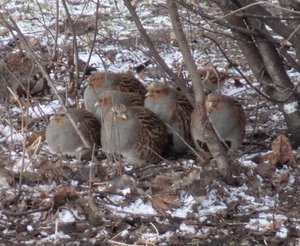 Серые куропатки и голубь