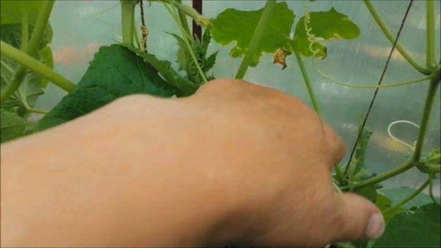 Защита огурцов от болезней и вредителей))Отличные Био препараты Органик Лайн  в помощь)) смотреть онлайн