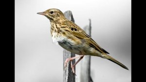 Пение птиц - Лесной конек