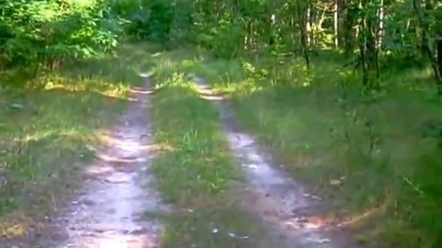 Чернигов.Северо-западная часть  леса в районе Забаровки