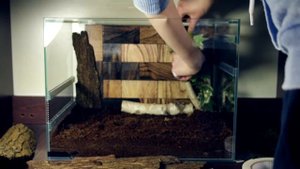 Оформление ТЕРРАРИУМА для СКОРПИОНА (Heterometrus petersi или Азиатский черный скорпион)