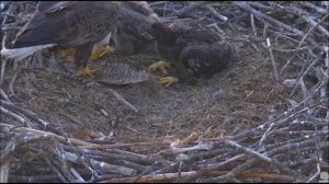 DECORAH NORTH NEST   5/22/2016   5:49 AM  CDT      BREAKFISH TIME