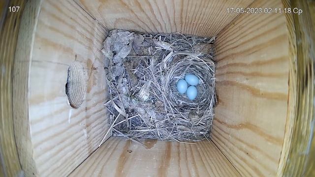 #онлайн_трансляция из гнезда мухоловки-пеструшки 107. Ночь 16-17 мая 2023 года. город Калуга смотреть онлайн