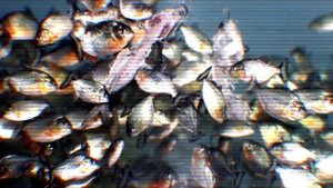 Археологи нашли рыбу, которая могла питаться динозаврами