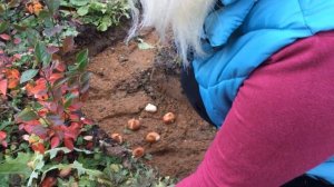 Посадка тюльпанов в октябре