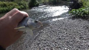 Рыбалка на хариуса после дождя