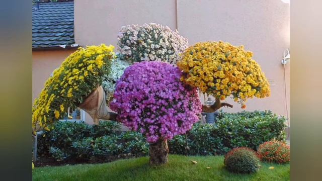 Хризантема мультифлора. ? Королева красок.? Каскадная хризантема ? смотреть онлайн