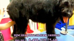 ризен тримминг Зооимидж