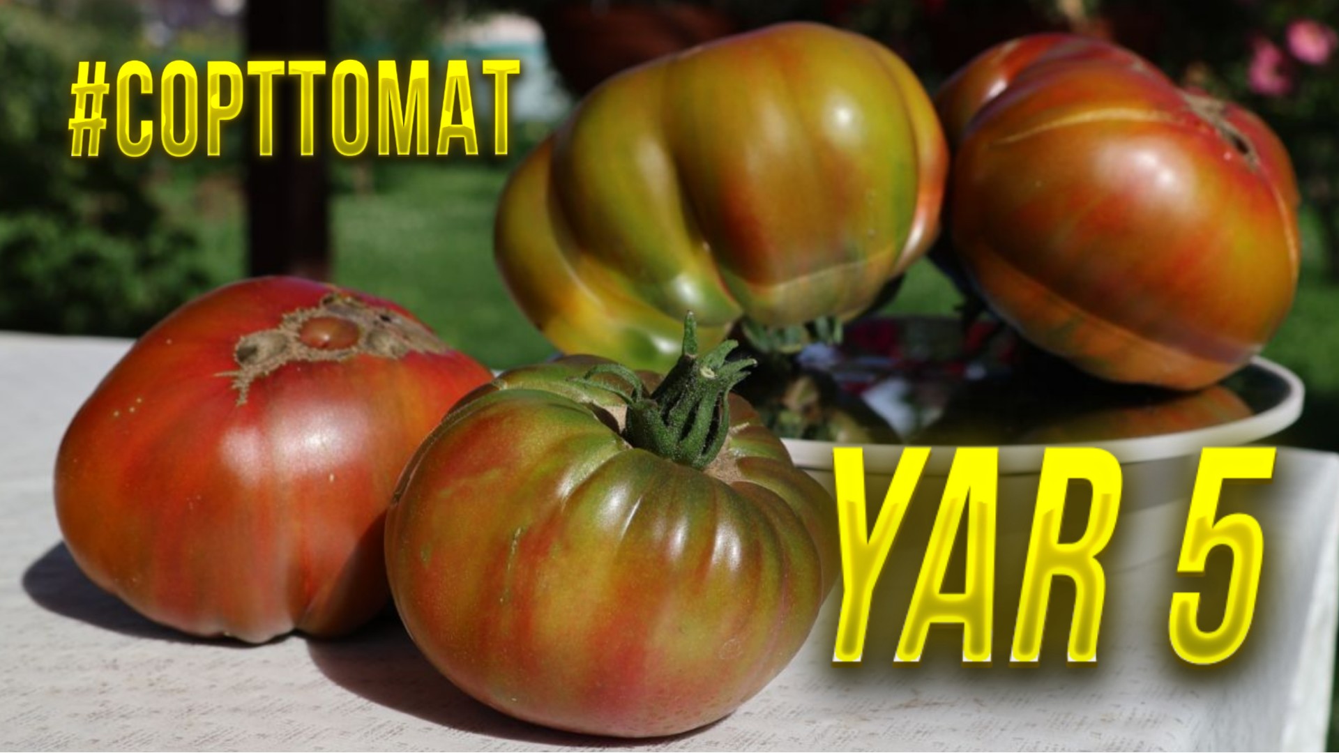 96 YAR-5, Видеообзор экзотических томатов. #Сорттомат