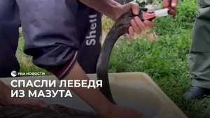 Вытащили лебедя из мазута