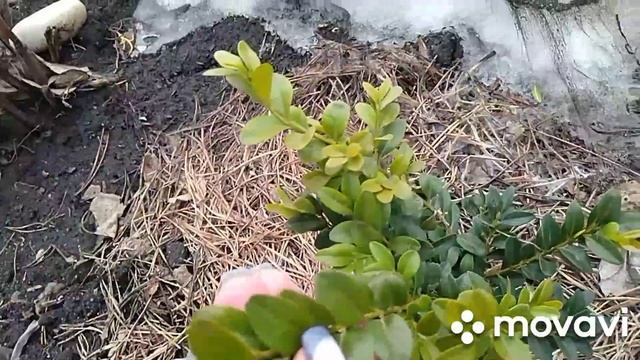 9апреля рассада в теплице.В огороде. смотреть онлайн