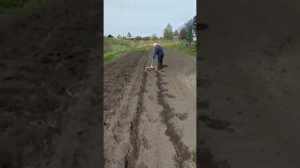 Как сделать ровные ряды для посадки картофеля, картошки.