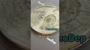 Антракноз. Как вылечить и защитить огород на целый сезон.