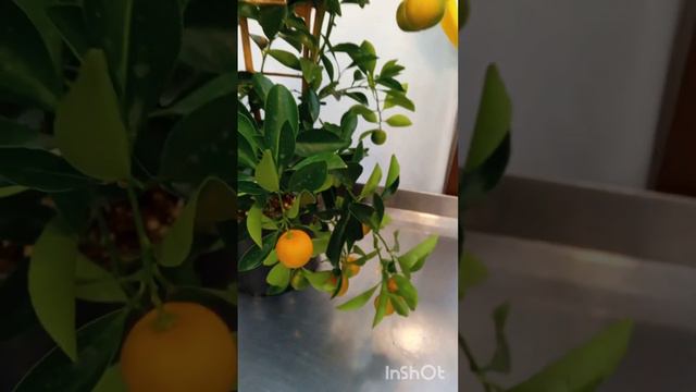 Каламондин смотреть онлайн