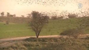 «Мурмурация»!