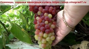 24 июля -окрашивается виноград Кишмиш Мармеладный, сахар еще низковат, но уже  руки тянутся к ягодам