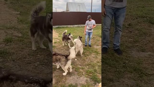Хаски. Дача.