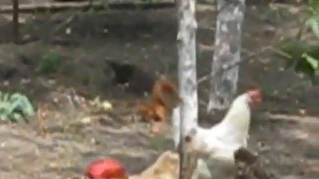 Бесстрашная рыжая  белка