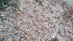 Строим укрытие в лесу/что делать если потерялся в лесу/укрытие на ночь