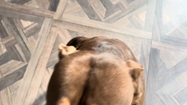 ВСЕ ПИТОМЦЫ ВМЕСТЕ…ШОКОЛАДНАЯ ГЛИСТ@ГОНКА…ВКУСНО ВСЕМ…#grafbalas #dog #питбульграф смотреть онлайн