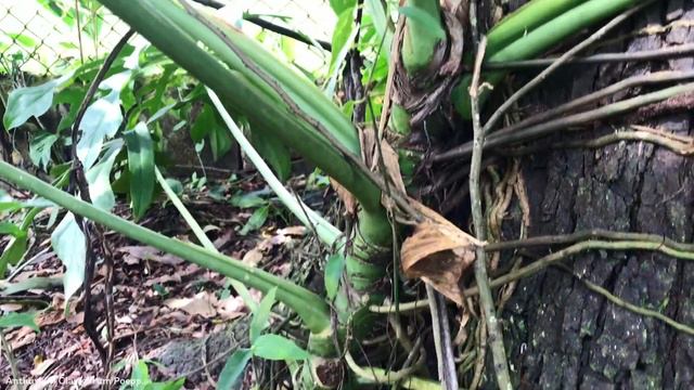 Anthurium Clavigerum Poepp. | Ornamental Lianas | 🇵🇦 Panama | смотреть онлайн