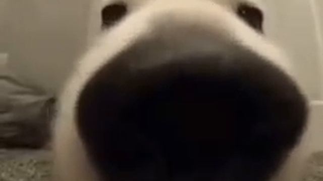 собака нюхает экран смотреть онлайн