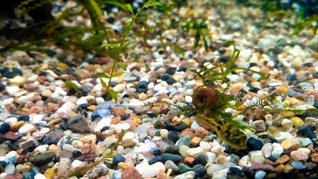 Карликовый тетрадон. Катушки не сдаются. смотреть онлайн