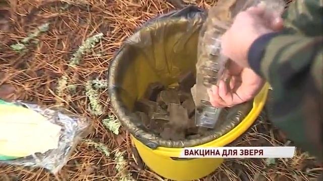 В лесах области снова нашли енотов с бешенством: как проводят профилактику опасной болезни
