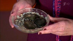 О чем рассказывает ваш стул. Жить здорово! Фрагмент выпуска от 21.04.2016