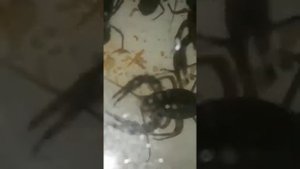 Разведение раков дома