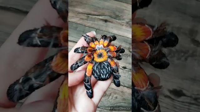 Паук тарантул смотреть онлайн