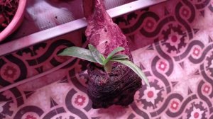 ОРХИДЕЯ пафиопедилум - начало спасения НА БЛОКЕ. Первая серия -осень 2020.