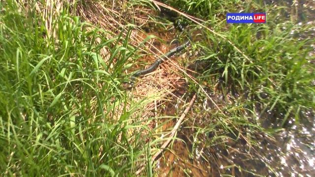 Нападение змеи на лягушку. Уж на охоте смотреть онлайн