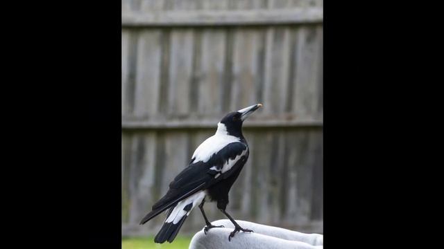 Canon R7 First Impressions for Bird Photography - Impressive or?! смотреть онлайн