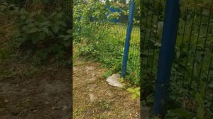 Актинидия Коламикта против кота Базика Лен Обл.