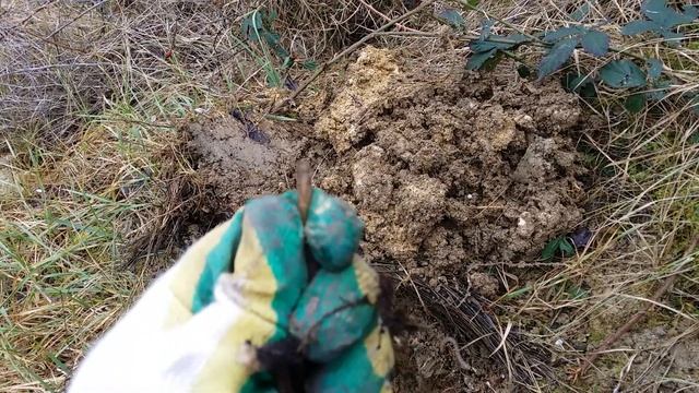 Коты поломали саженец Дуба( АР Крым г.Севастополь 2020г. смотреть онлайн