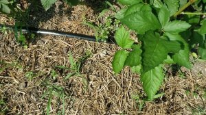 Обзор сортов ежевики Бжезина,Вошито и Небеса.