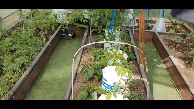 КЛУБНИКА В ТРУБАХ И ГОРШКАХ, ПРОШЛО ЧЕТЫРЕ ГОДА. смотреть онлайн