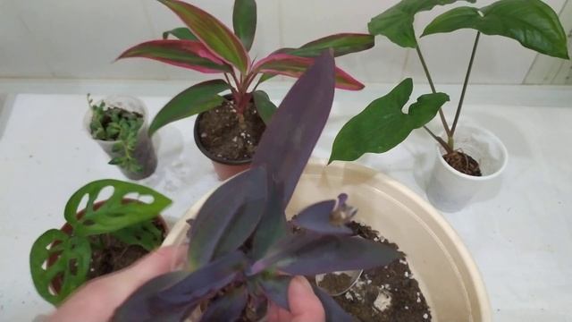 КОМНАТНЫЕ ЦВЕТЫ. ОБЗОР. ПЕРЕСАДКИ смотреть онлайн