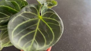 Unboxing Anthuriums - Papillilaminum X and Dorayaki Black