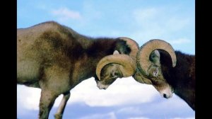 Толкование сновидений. Баран