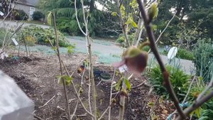 Азимина Трилоба или Банановое дерево.Как повысить урожайность. От цветка до фрукта и сорта. #pawpaw