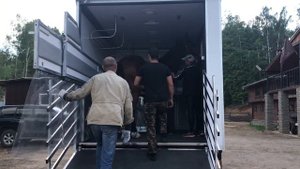 Фургон для перевозки лошадей