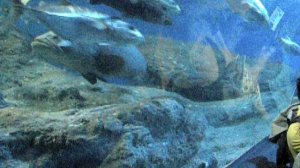 Океанариум (Underwater World) в Паттайе