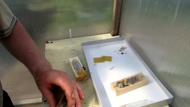 Подсадка покупных маток в отводки 14.05.2013 смотреть онлайн