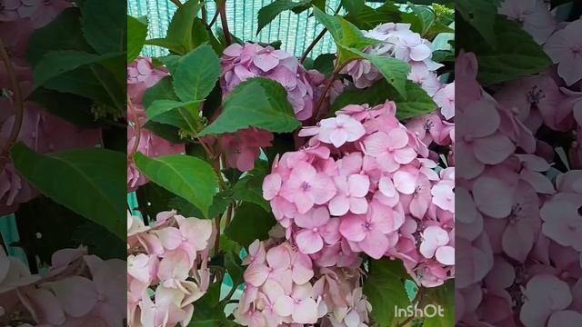 Множество способов зимовки крупнолистных гортензий? смотреть онлайн