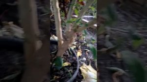 Готовимся к обрезке бругмансий осенью на примере моих растений разного возраста, не спешите резать.